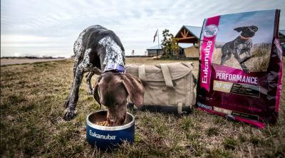 Image showing  Small Breed Adult Chicken Recipe Dry Dog Food