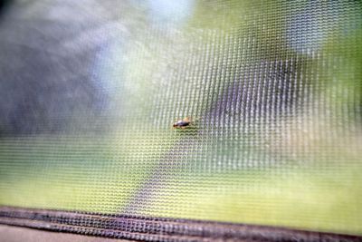 Image showing 8 th Quick-Set 94 sq. ft. Escape 6-Sided Screen Shelter, Green/Black