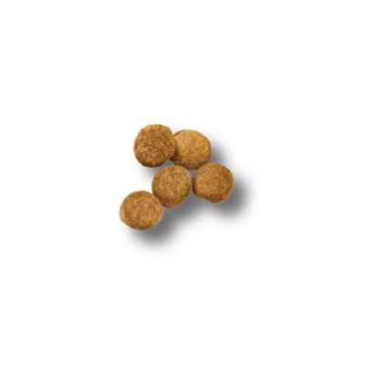 Image showing  Focus Puppy Lamb and Rice Formula Dry Dog Food