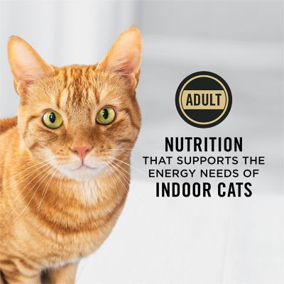 Image showing  Focus Indoor Care Salmon & Rice Formula Adult Dry Cat Food