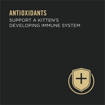 Image showing  Focus Kitten Minced Salmon and Ocean Fish Wet Cat Food, 3 oz. Can