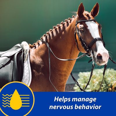 Image showing  Quietex II Horse Focusing and Calming Paste, 0.08 lb.