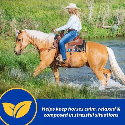 Image showing  Quietex II Horse Focusing and Calming Paste, 0.08 lb.