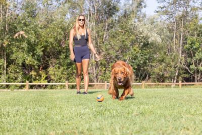Image showing  Ultra Ball Large Dog Toy