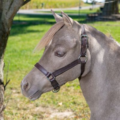 Image showing 2 th Tough1 Miniature Leather Horse Halter, Brown
