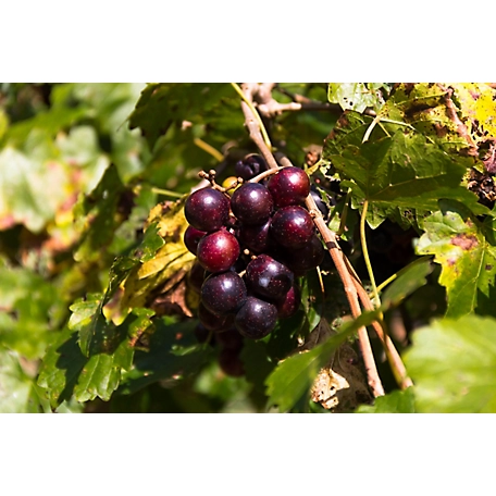 Pirtle Nursery 1.5 gal. Hunt Muscadine Grape Vine in #2 Pot