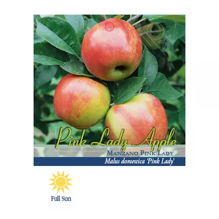 Pirtle Nursery 3.74 gal Pink Lady apple tree #5 in pot Fruit Trees & Plants