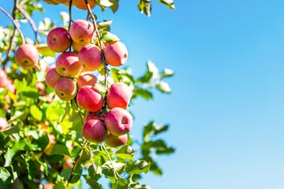 Image showing  3.74 gal. Potted Pink Lady Apple #5 Tree