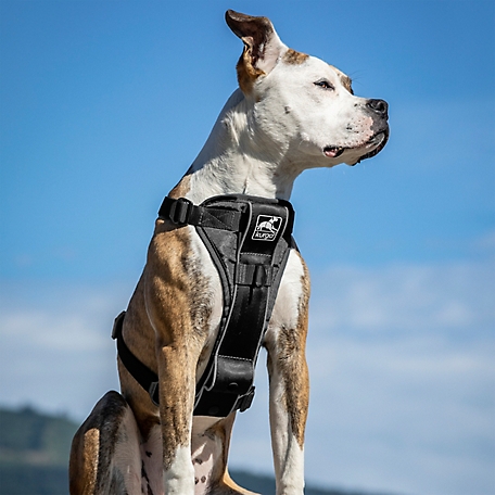 Kurgo Tru-Fit Smart Dog Harness Quick Release with Seatbelt Tether at  Tractor Supply Co.