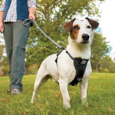 Image showing 6 th Kurgo Tru-Fit Smart Dog Harness with Quick-Release Buckles