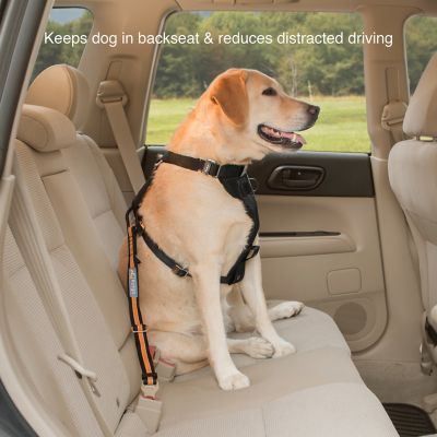 Image showing  Direct to Seatbelt Tether for Dogs