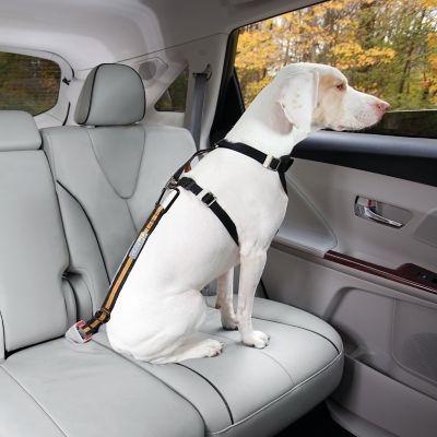 Image showing  Direct to Seatbelt Tether for Dogs