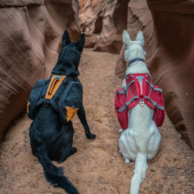 Image showing  Baxter Dog Backpack