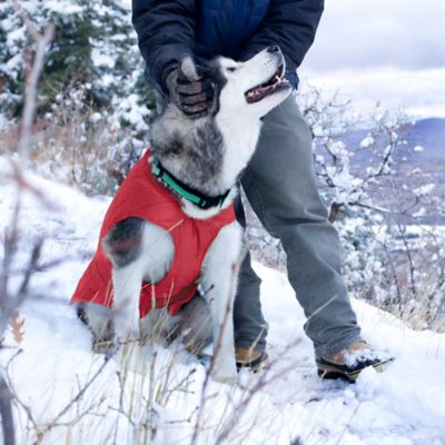 Image showing 6 th Kurgo Loft Dog Jacket