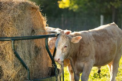 Image showing  1 Round Sheeted Bale Steel Livestock Feeder, 8 ft. x 45 in.