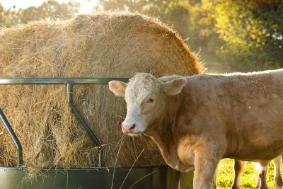 Image showing  1 Round Sheeted Bale Steel Livestock Feeder, 8 ft. x 45 in.