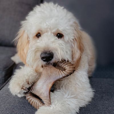 Image showing  Medium Bacon Flavor Dental Dog Chew Toy