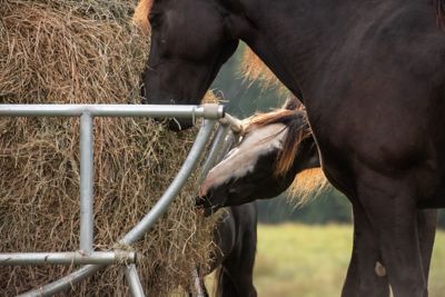 Image showing  1 Round bale Galvanized Cradle Hay Bale Feeder