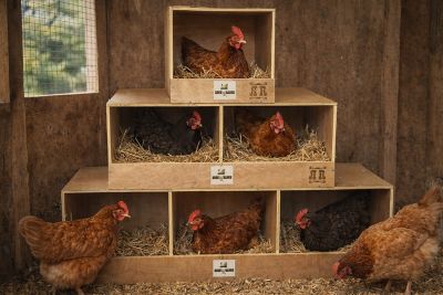 Image showing  3-Compartment Chicken Nesting Box