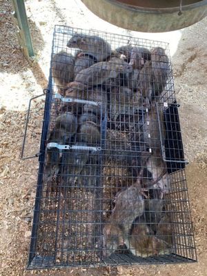 Image showing  Ratinator Rat Trap