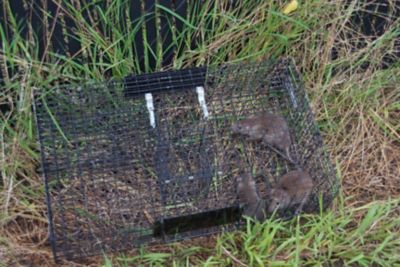Image showing  Ratinator Rat Trap