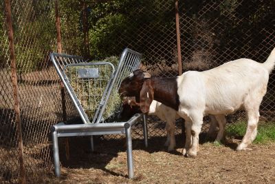 Image showing  1 Bale 4 ft. Galvanized Sheep and Goat Feeder