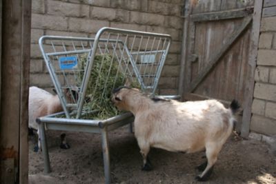 Image showing  1 Bale 4 ft. Galvanized Sheep and Goat Feeder