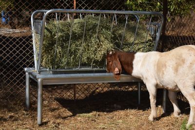 Image showing  1 Bale 4 ft. Galvanized Sheep and Goat Feeder