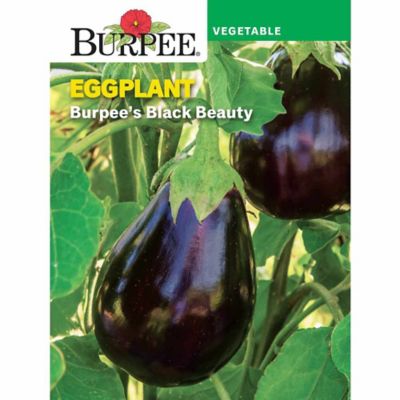 Burpee Heir Eggplant Black Beauty