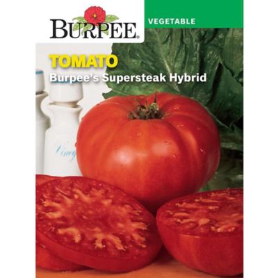 Burpee Tomato Fourth Of July Hybrid at Tractor Supply Co