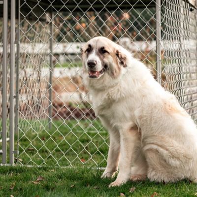 Image showing 7 th Lucky Dog 4 x 5 x 10ft. Galvanized Chain Link Dog Kennel Kit