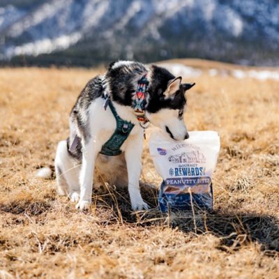 Image showing  Gourmet Rewards Peanutty Bites Biscuit Dog Treats