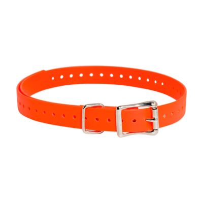 SportDOG Dog Collar Strap, 3/4 in.