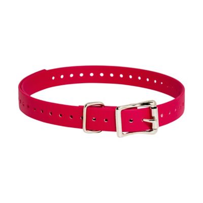 Image showing  Dog Collar Strap, 3/4 in.