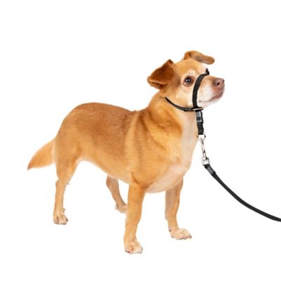 Image showing  Gentle Leader Quick-Release Dog Headcollar