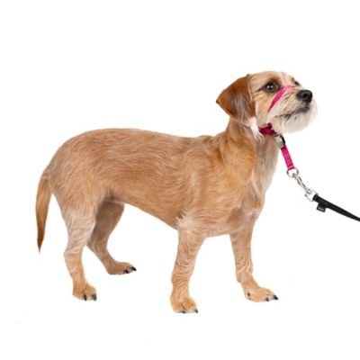 Image showing  Gentle Leader Quick-Release Dog Headcollar