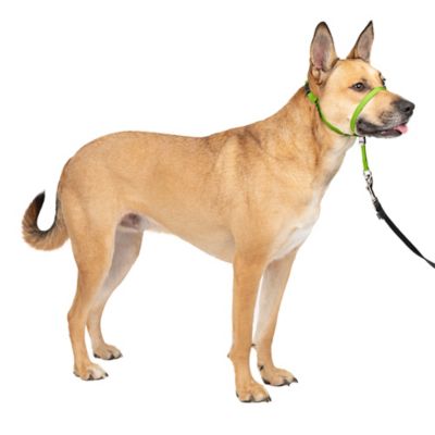 Image showing  Gentle Leader Quick-Release Dog Headcollar