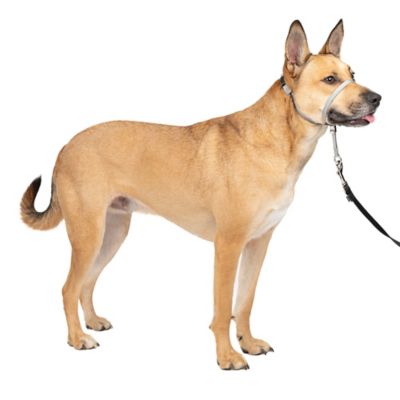 Image showing  Gentle Leader Quick-Release Dog Headcollar