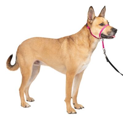 Image showing  Gentle Leader Quick-Release Dog Headcollar