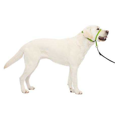 PetSafe Gentle Leader Quick-Release Dog Headcollar