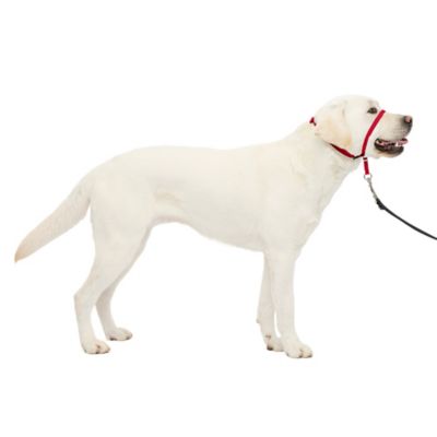 PetSafe Gentle Leader Quick-Release Dog Headcollar