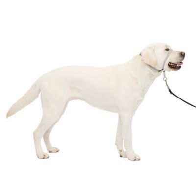 PetSafe Gentle Leader Quick-Release Dog Headcollar