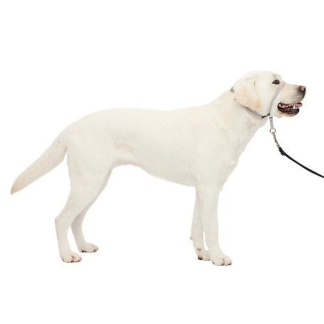 PetSafe Gentle Leader Quick-Release Dog Headcollar
