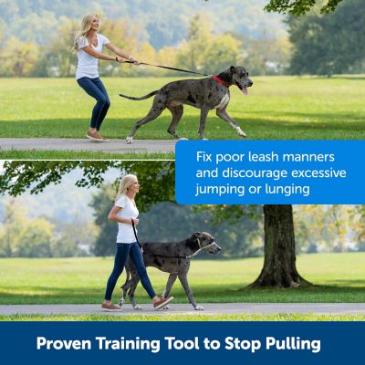 Image showing  Gentle Leader Quick-Release Dog Headcollar