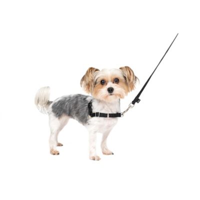 Image showing 7 th PetSafe Easy Walk No-Pull Dog Harness