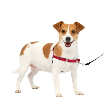 PetSafe Easy Walk No-Pull Dog Harness