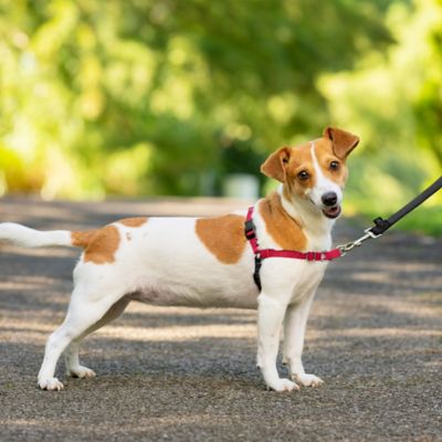Image showing 8 th PetSafe Easy Walk No-Pull Dog Harness