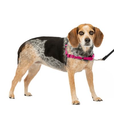 Image showing  Easy Walk No-Pull Dog Harness