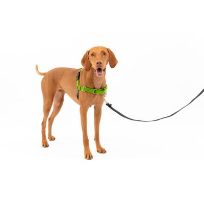 Image showing 7 th PetSafe Easy Walk No-Pull Dog Harness
