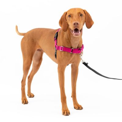 Image showing  Easy Walk No-Pull Dog Harness